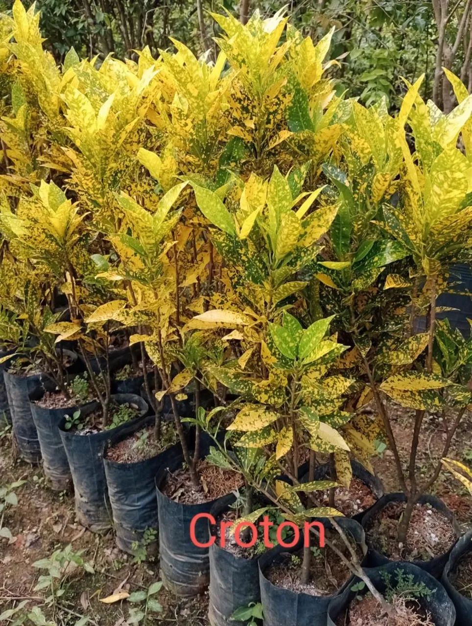 Mudas de Croton - Foto 2