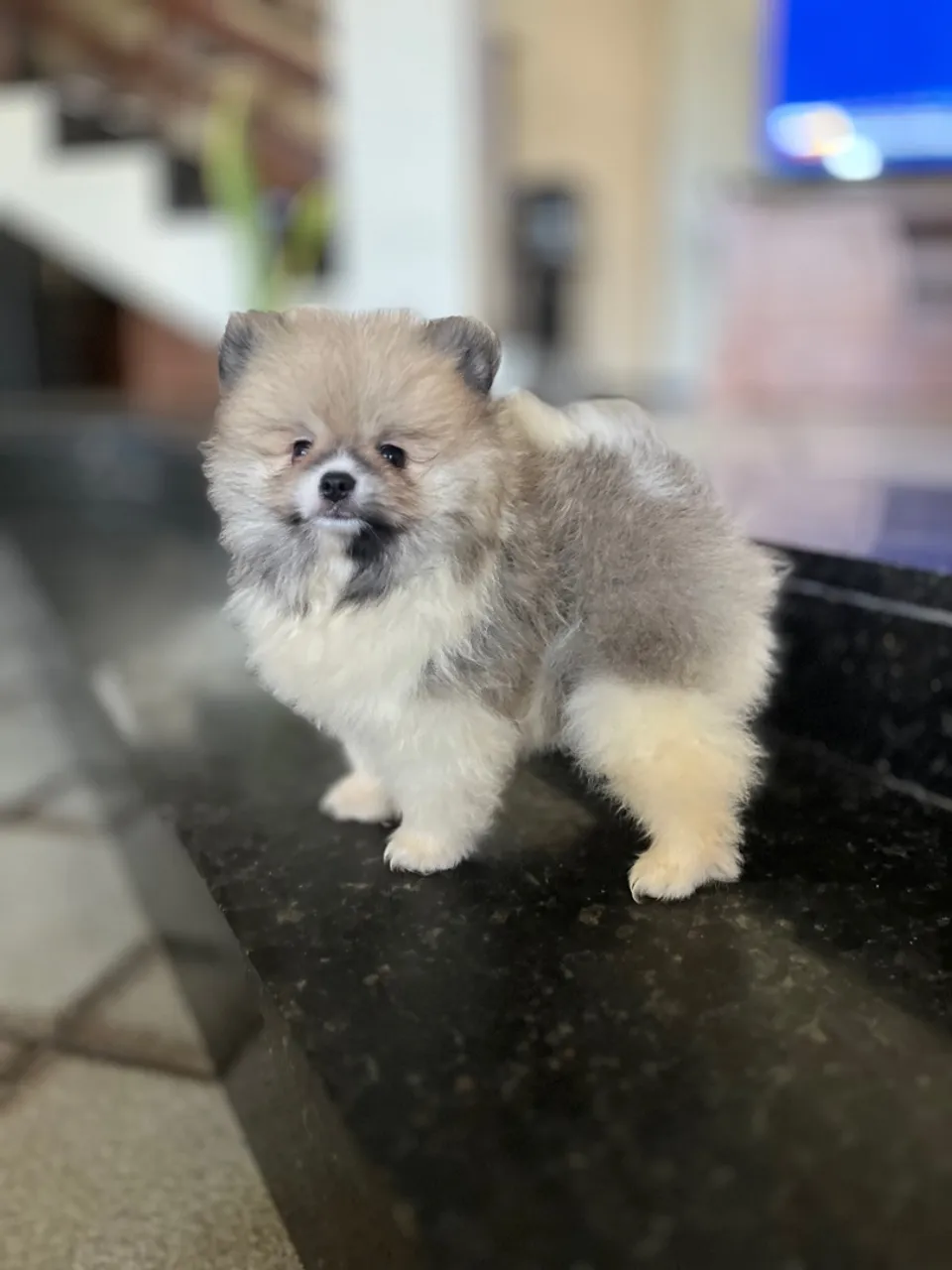 Perfeito filhote de Spitz Alemão - ursinho