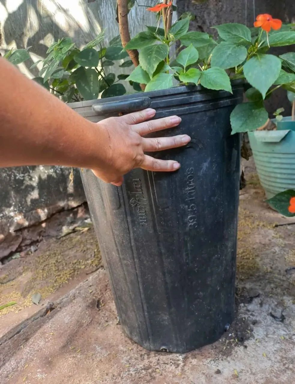 LONGAN FRUTIFERA EM VASO COM 1,5M RETIRAR EM SOBRADINHO  - Foto 3