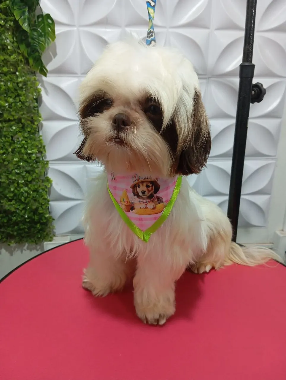 Shih Tzu fêmea 500.00