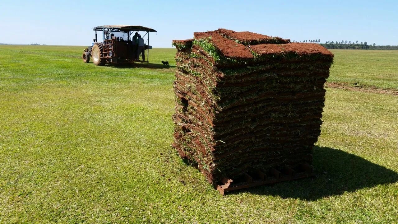 Grama São Carlos - Trans Grama - Foto 5