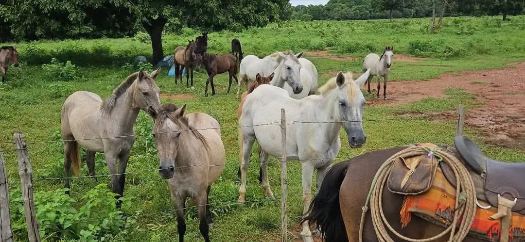 Cavalos , Éguas e Potros