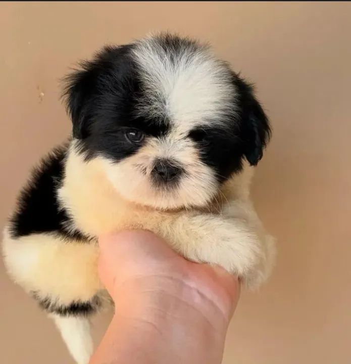 Shih tzu filhotes | Acolhedor