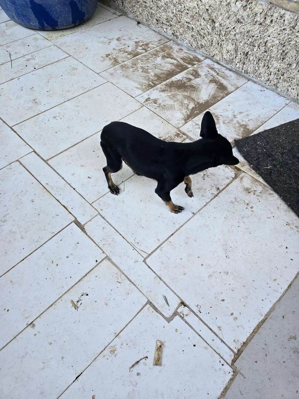 PINSCHER 0 macho adulto  - Foto 5