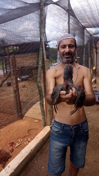 Galinhas Garnizes lindas - Foto 4