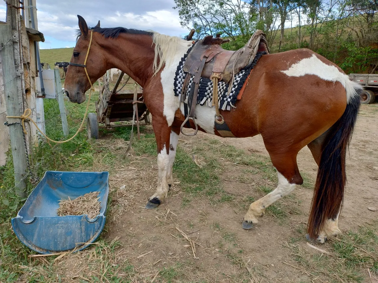 Égua Mangalarga Paulista Venda