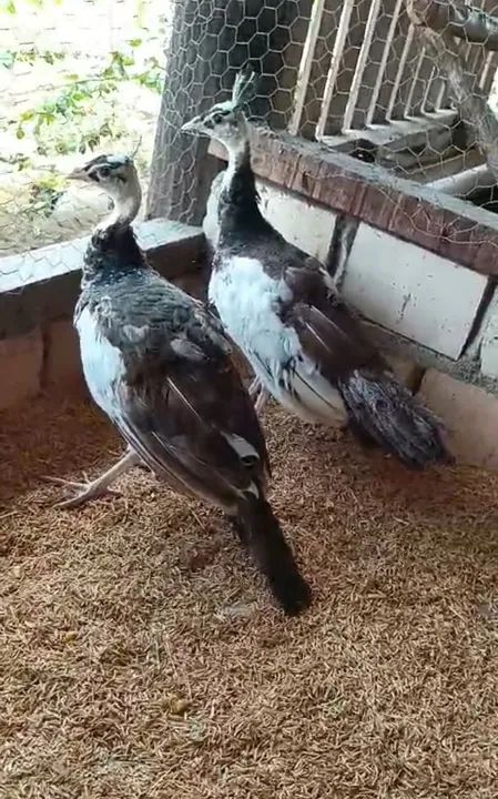 Picote Angola - Foto 2