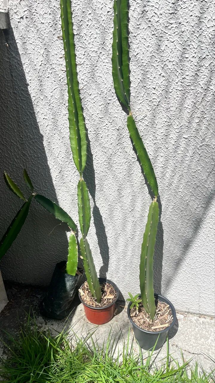 Muda de pitaya