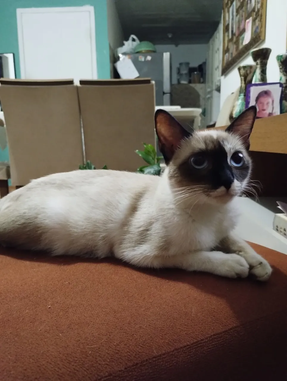 Gatinha dócil para adoção