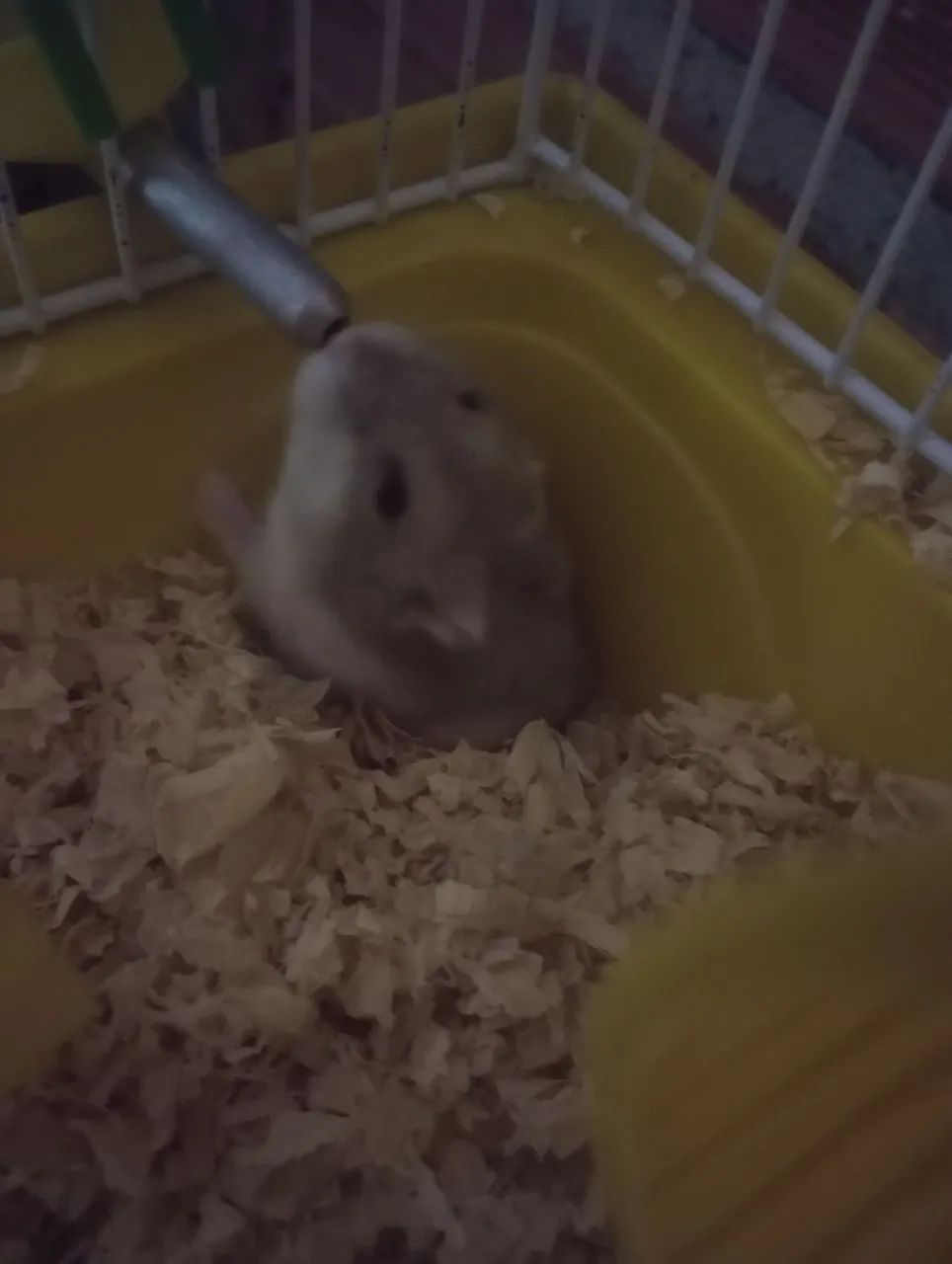 Gaiola para Hamster com Acessórios - Foto 2