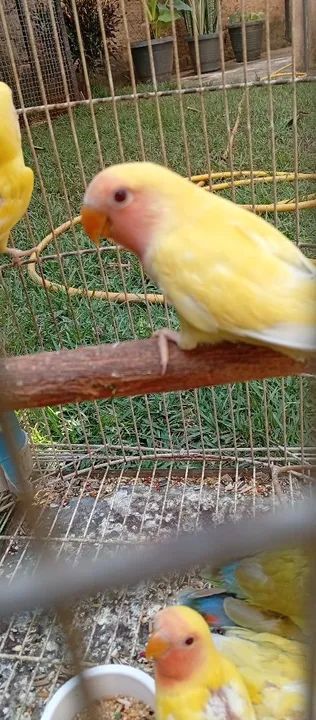 Gaiolas e acessórios - Foto 3