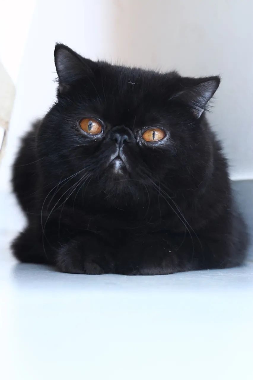 Gato Persa exótico  - Foto 4