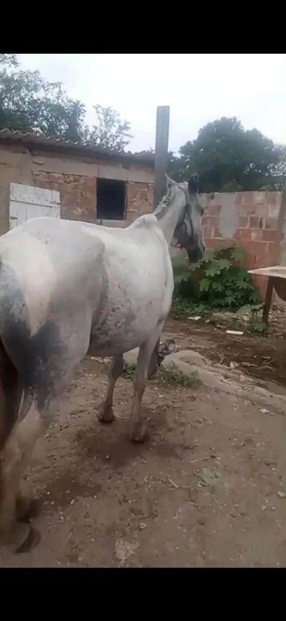 Égua pampa - Foto 2