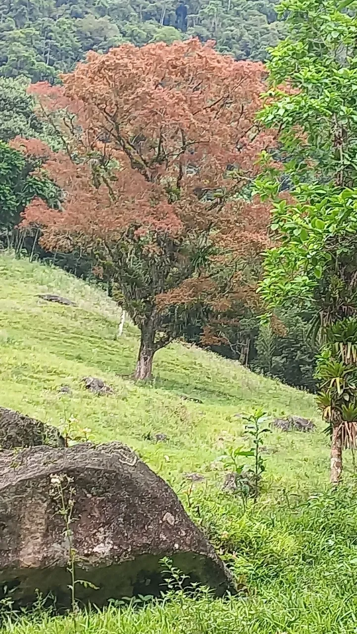 Vendo ou troco sitio