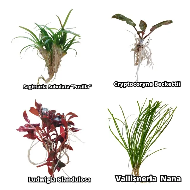 Kit Plantas Lowtech Sagittaria Cryptocoryne Ludwigia Vallisneria Aquario Plantado Peixes