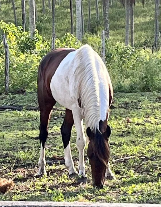 Vendo Cavalo Mangalarga Marchador - Foto 2