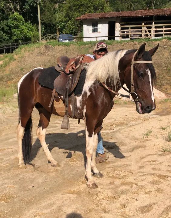 POTRO MANGALARGA MARCHADOR HOMOZIGOTO  - Foto 2