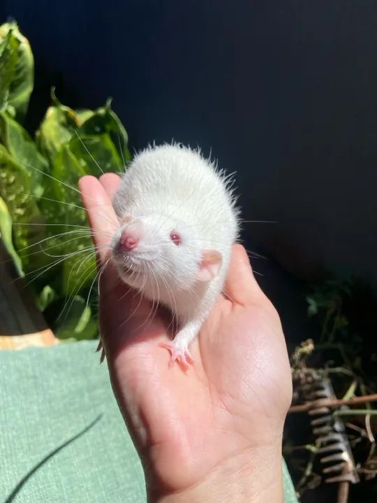 Ratinhos brancos fofinhos para adoção - Foto 4