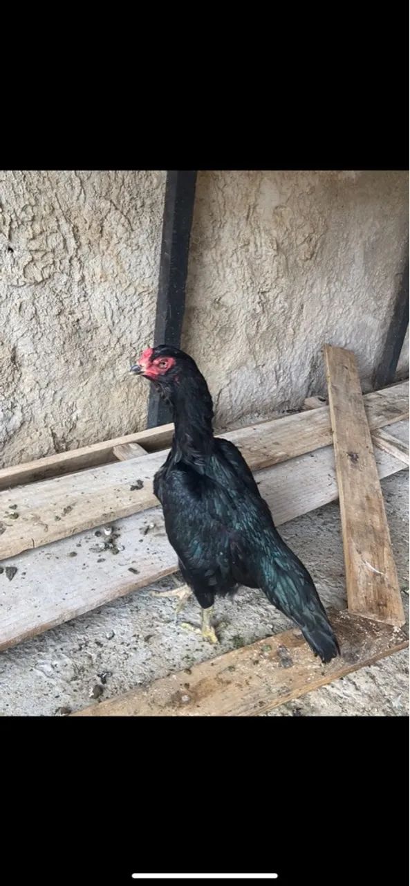 Galinha índia preta 