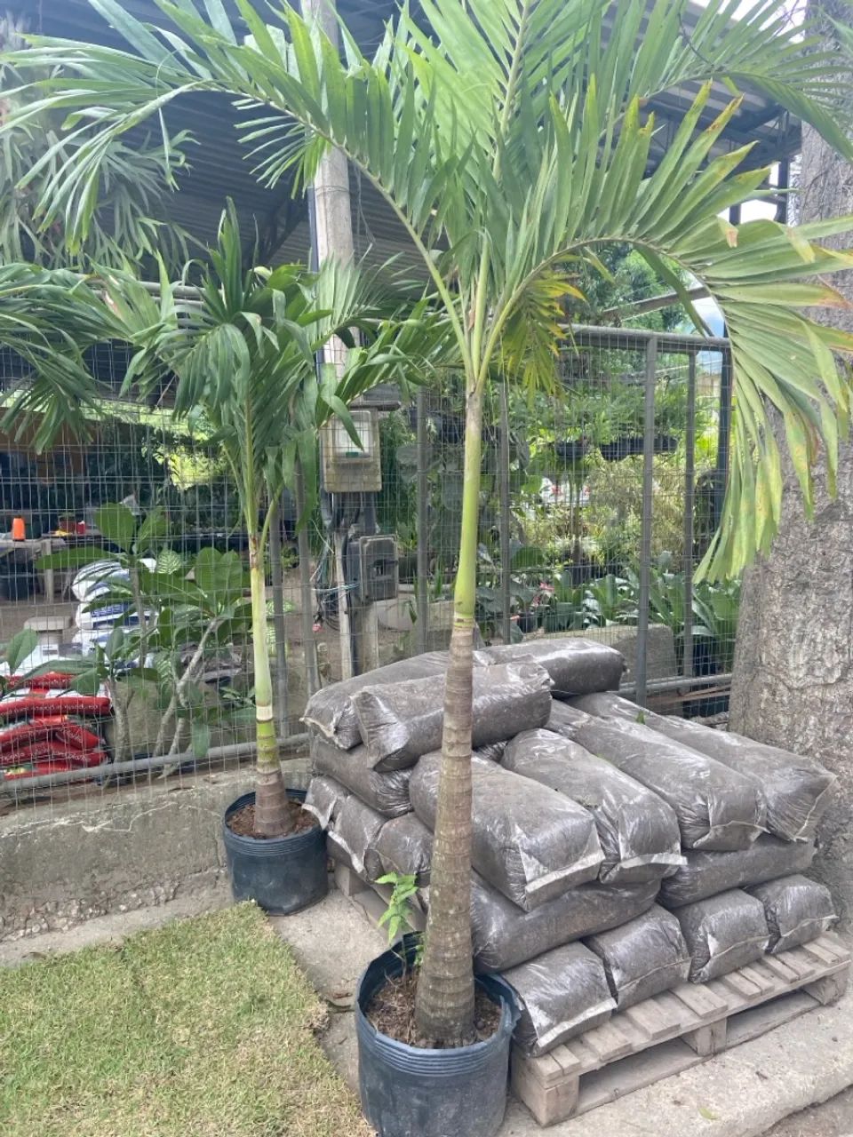 Palmeira Veitchias de 2 Metros