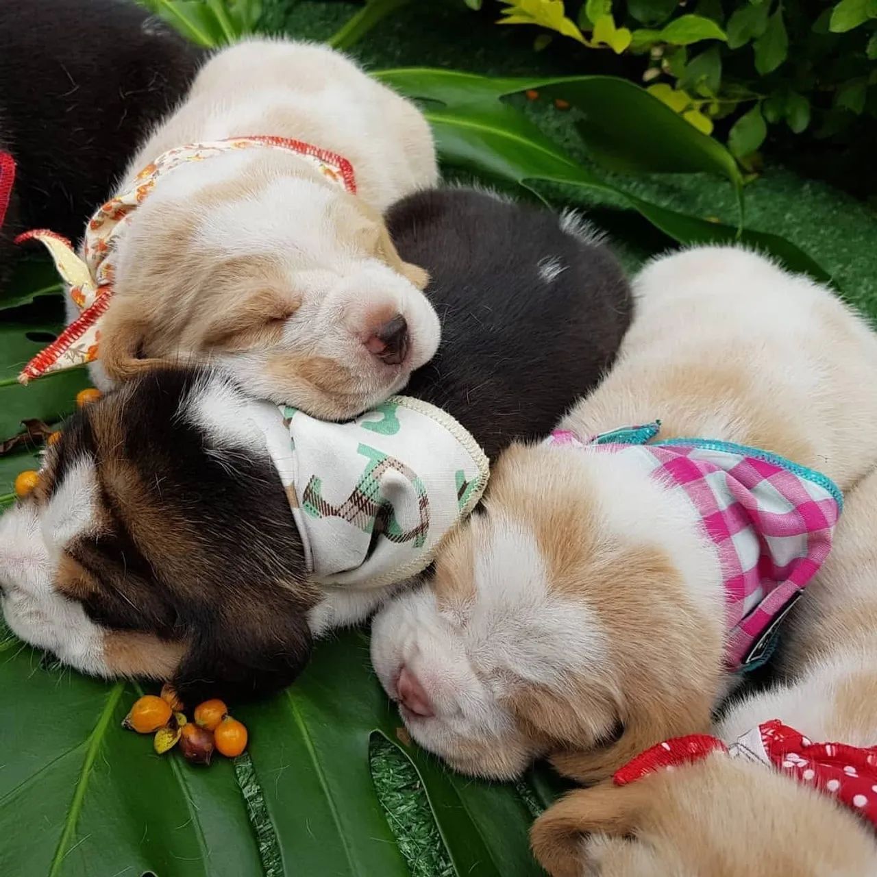 Filhotes de Beagle Fêmeas Disponíveis  - Foto 3
