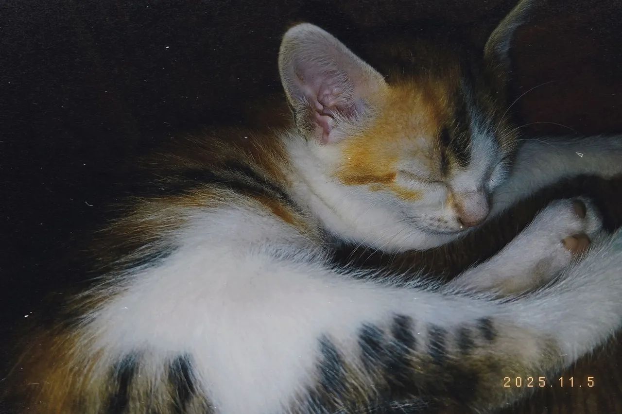 Doação responsável  - Foto 3