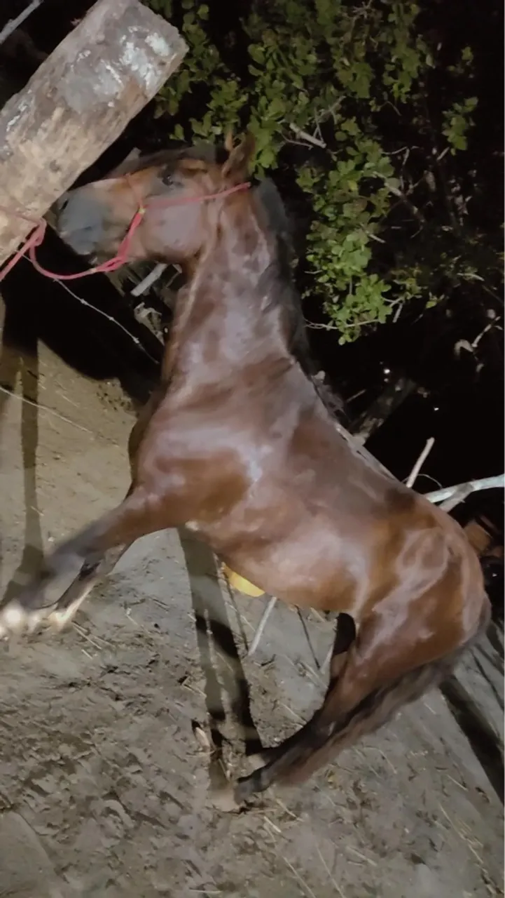 Cavalo para Agropecuária