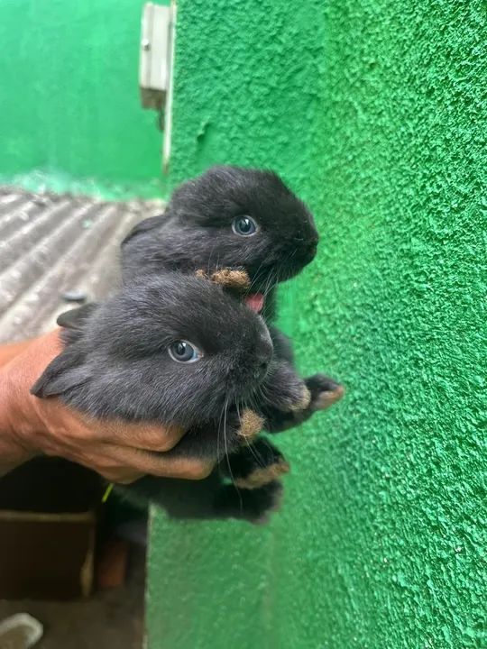 Dois coelhinhos pretos fofinhos