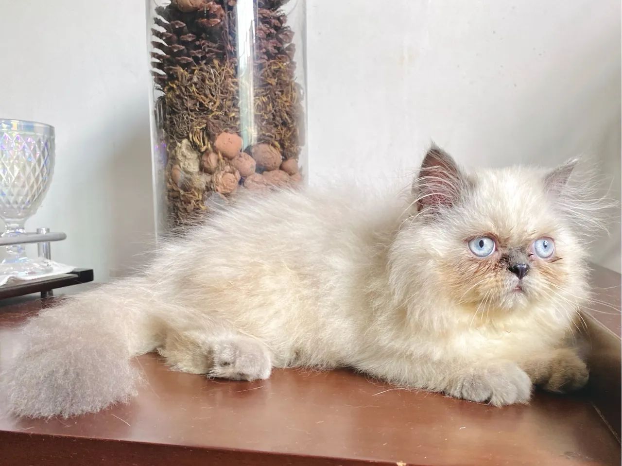 Gatinha Persa disponível - Foto 2