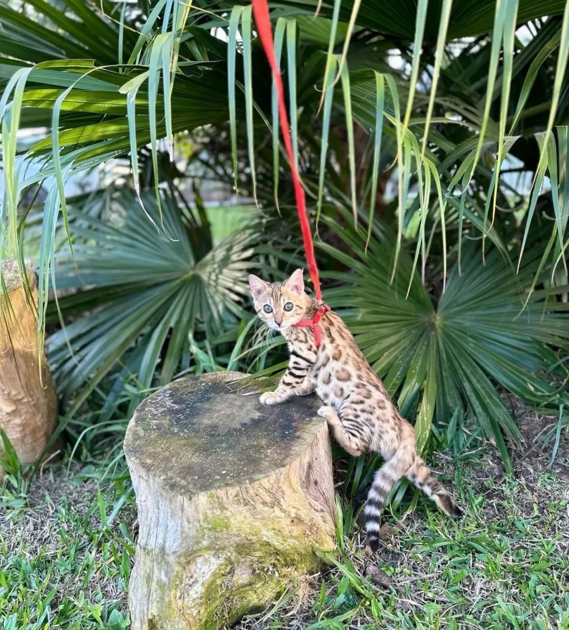 ? Filhotes de Gato Bengal Disponíveis! ? - Foto 2