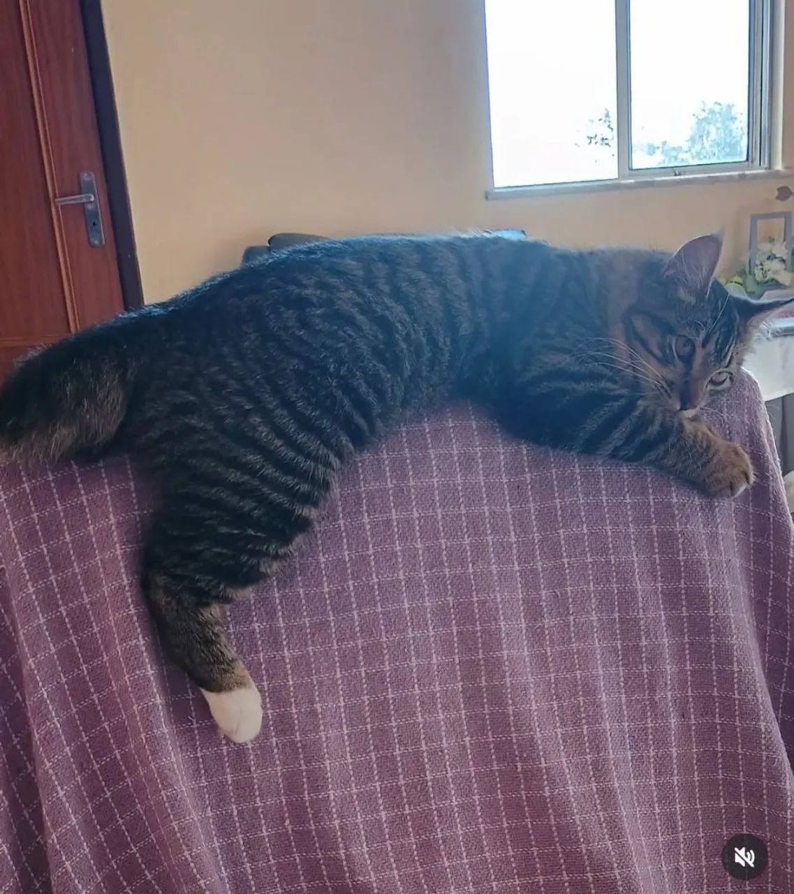 Gata castrado para doação  - Foto 4