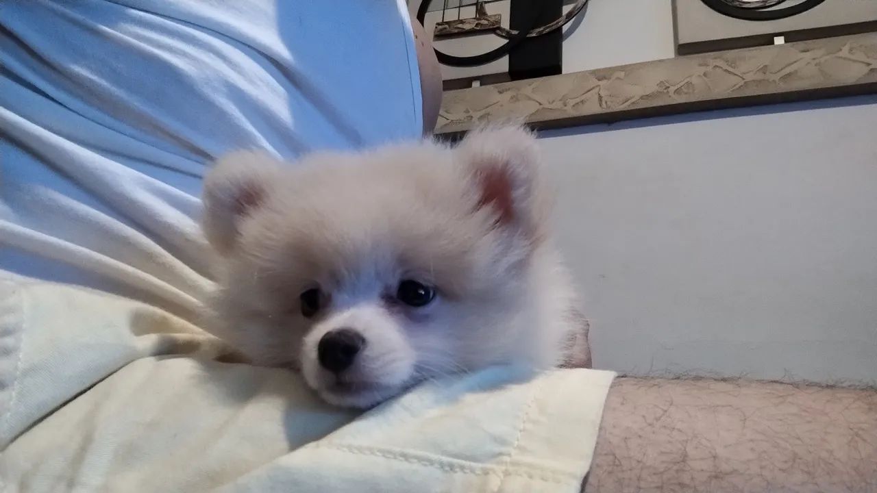 Filhote de Spitz Alemão