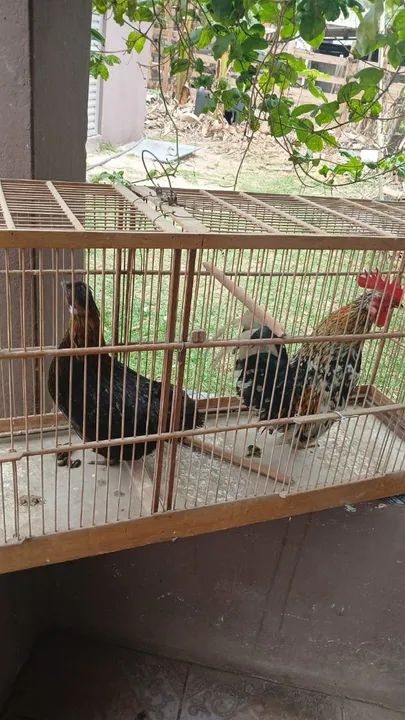 Galinhas Garnizes lindas - Foto 5