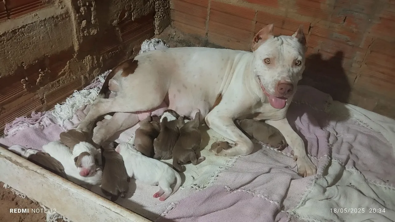 Filhotes de Pitbull/Pitmoster