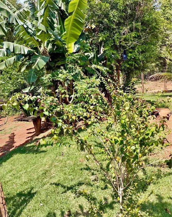 *vendo chácara em Muribeca   - Foto 9