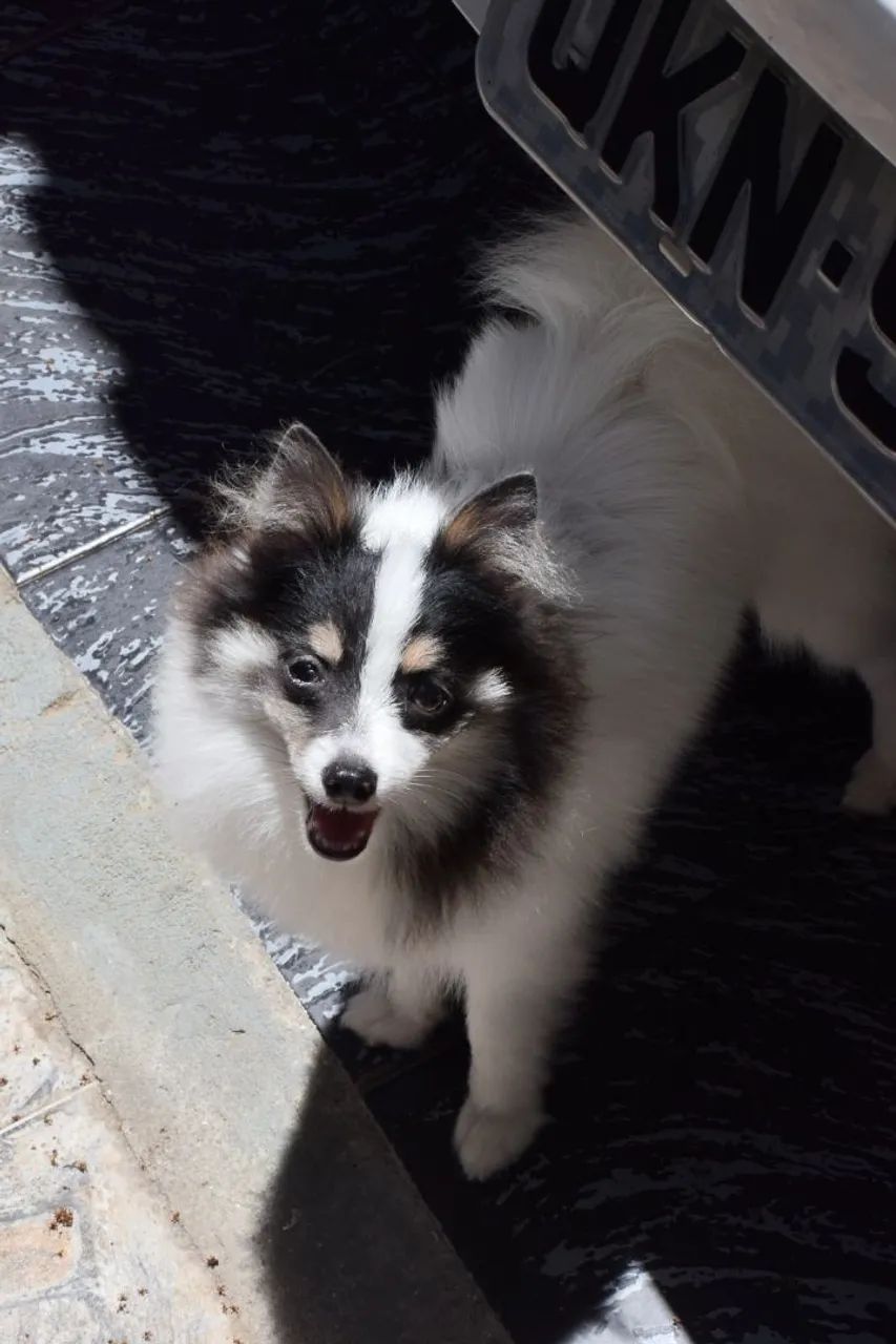Spitz Alemao Luxo - Foto 3