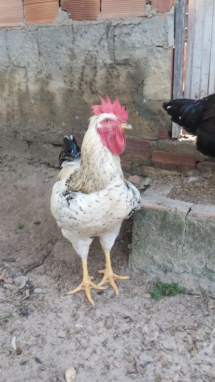 Frango GSB
