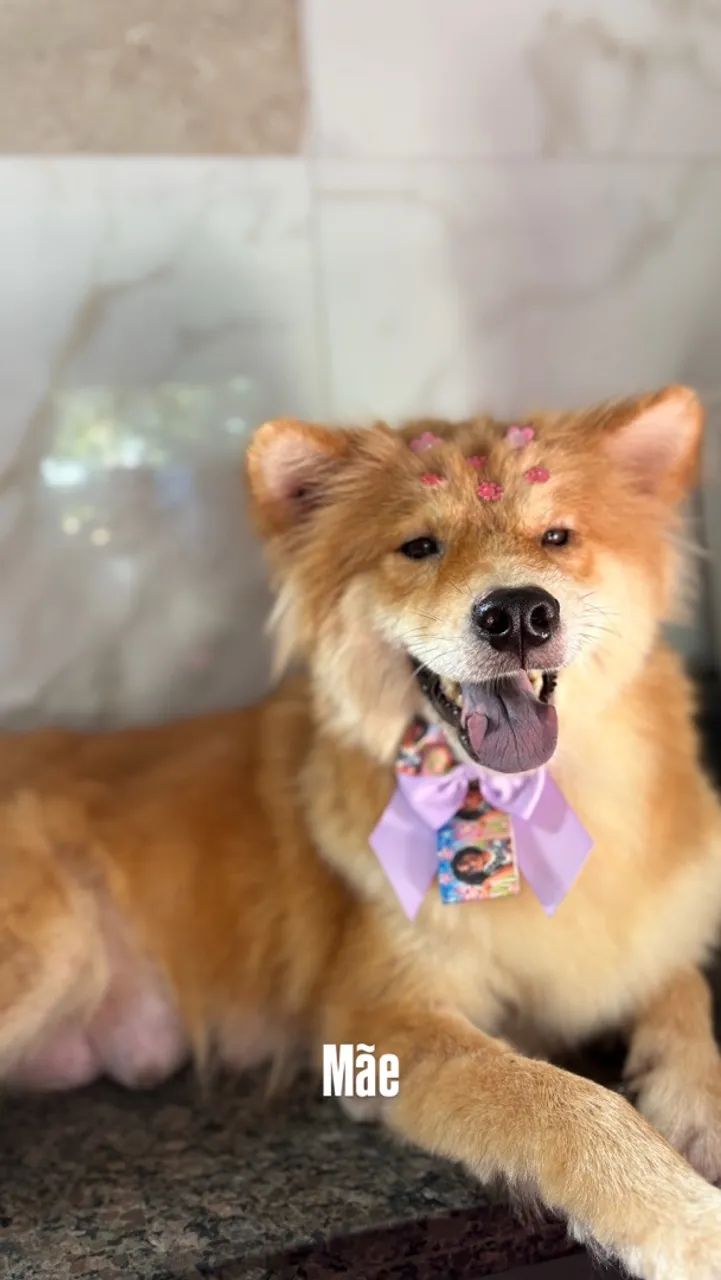 FILHOTE CHOW CHOW - Foto 5