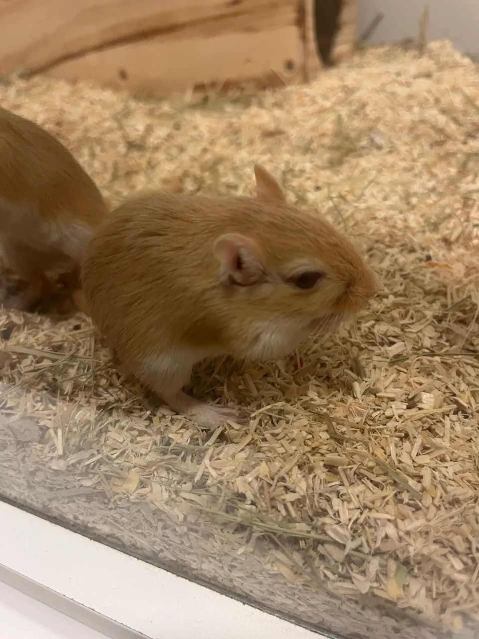 Vendo 4 Gerbos Fêmeas. (esquilo da Mongólia)  - Foto 4