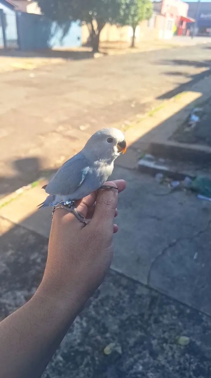 Disponível  - Foto 4
