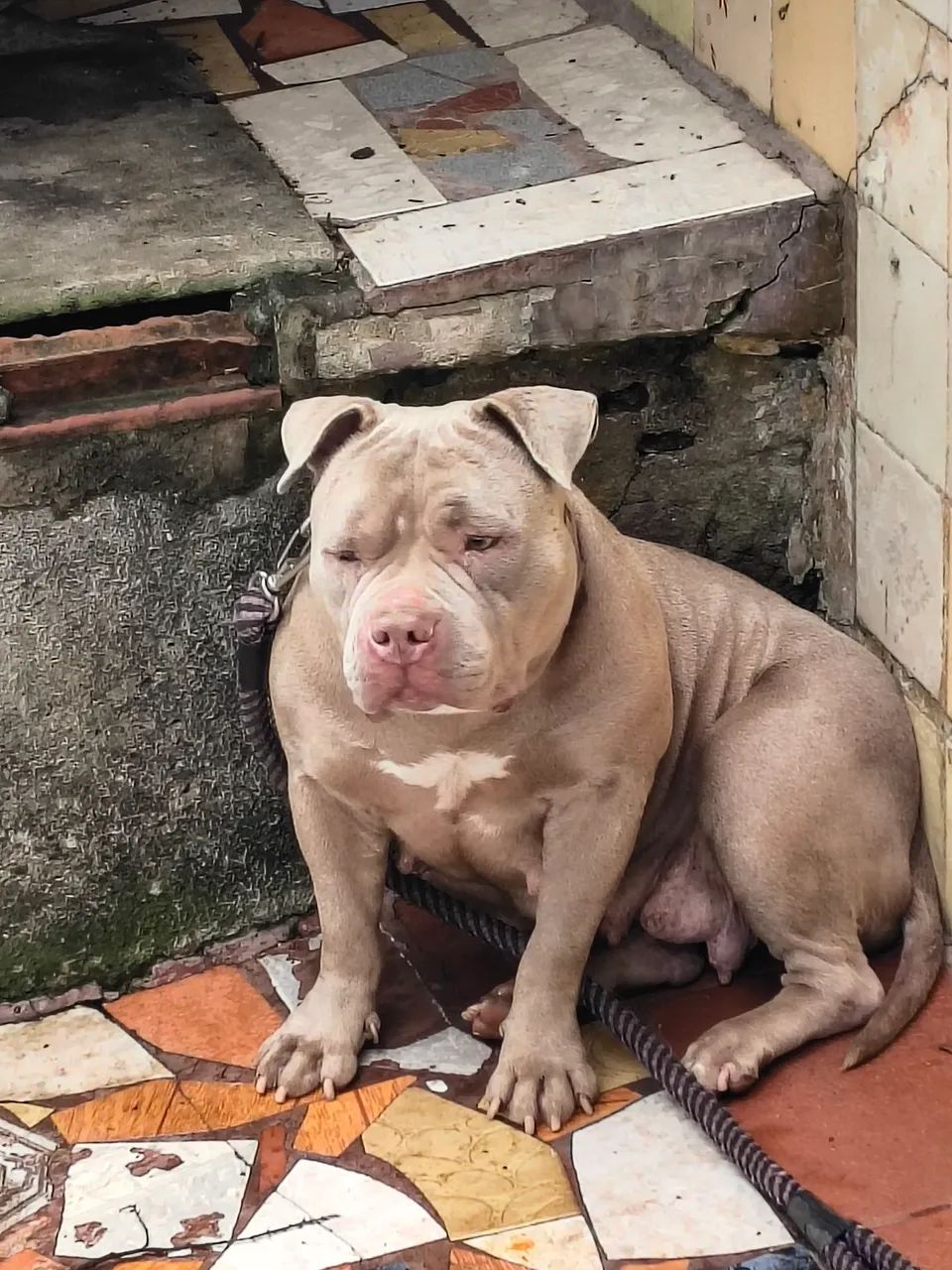 American Bully  - Foto 2