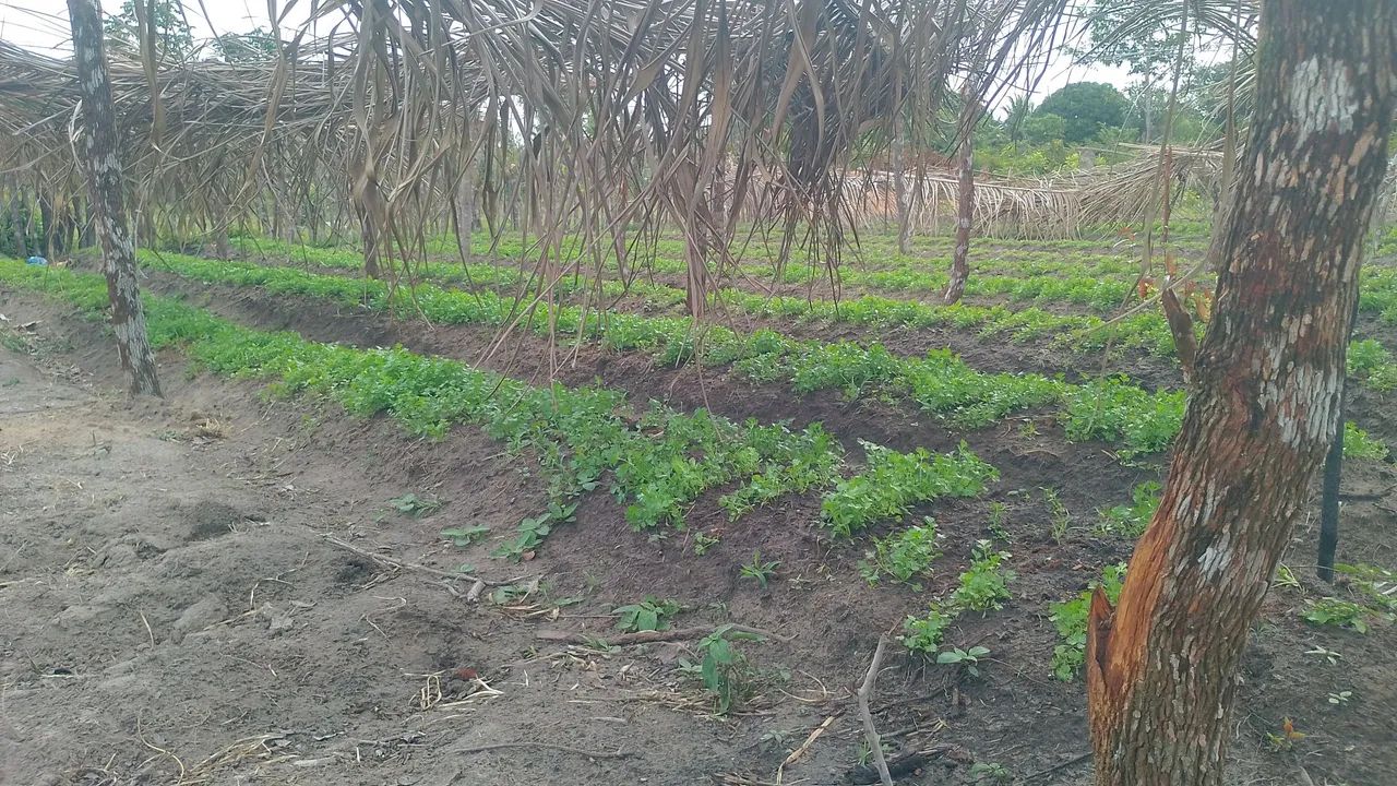 60 mil terreno top - Foto 3