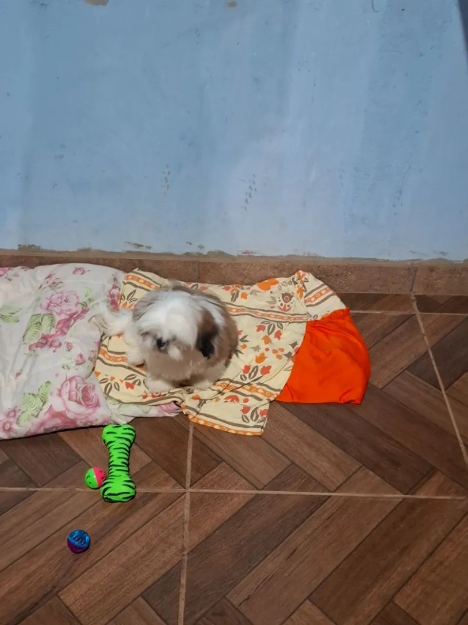 Vendo Cachorros shitzu  - Foto 2