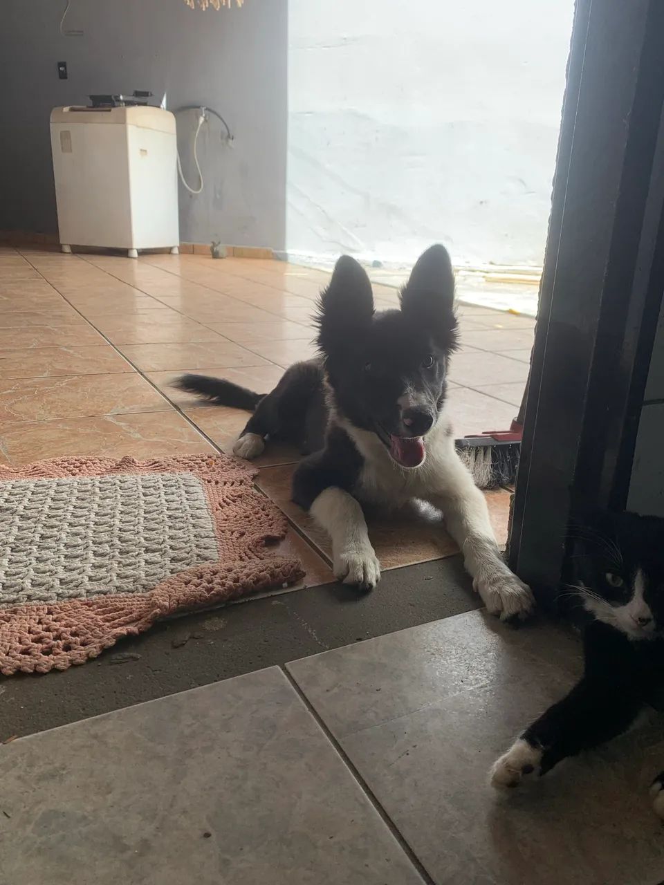 Border collie