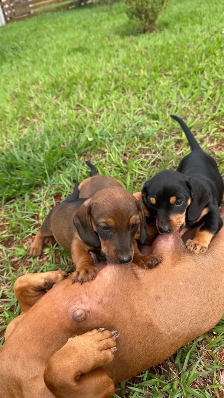 Dachshund/salsicha - Foto 3