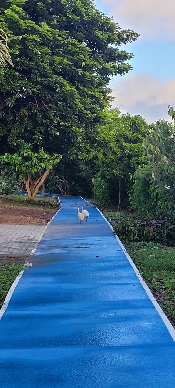 ALUGO / VENDO CASA EM GRAVATÁ/SAIRÉ - Foto 7