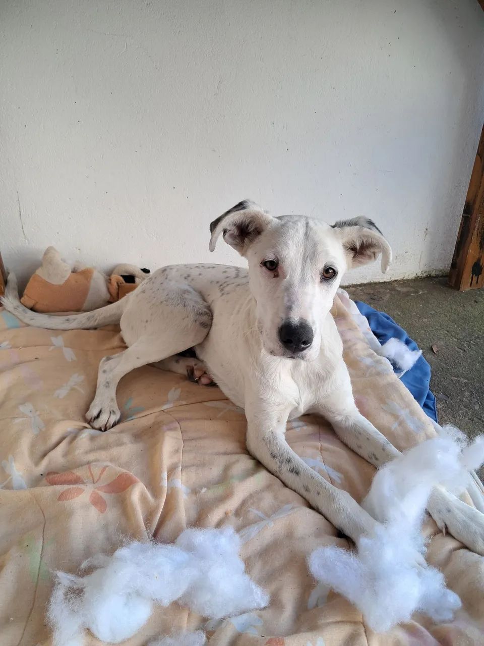 Cão encontrado