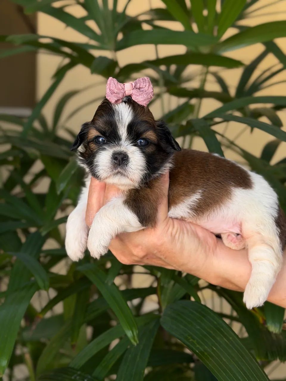 Shih-tzu 