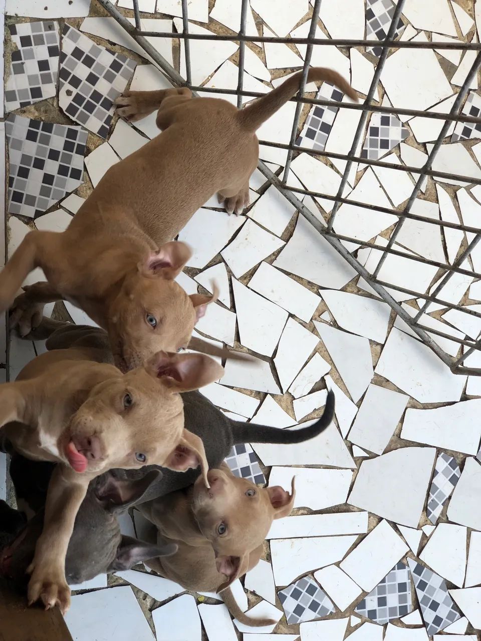 FILHOTE PITBULL ORIGINAL  - Foto 3