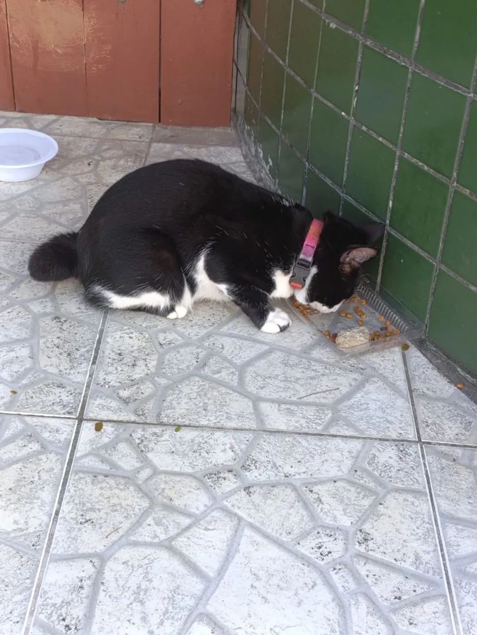 Adoção responsável  - Foto 4